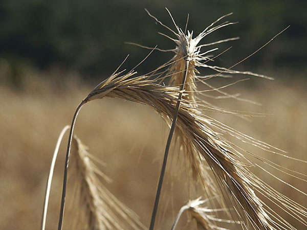 photo "rye" tags: misc., 