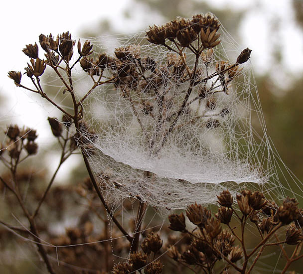 photo "Lace Gown" tags: macro and close-up, nature, flowers