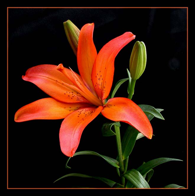photo "Lily#2" tags: misc., still life, 