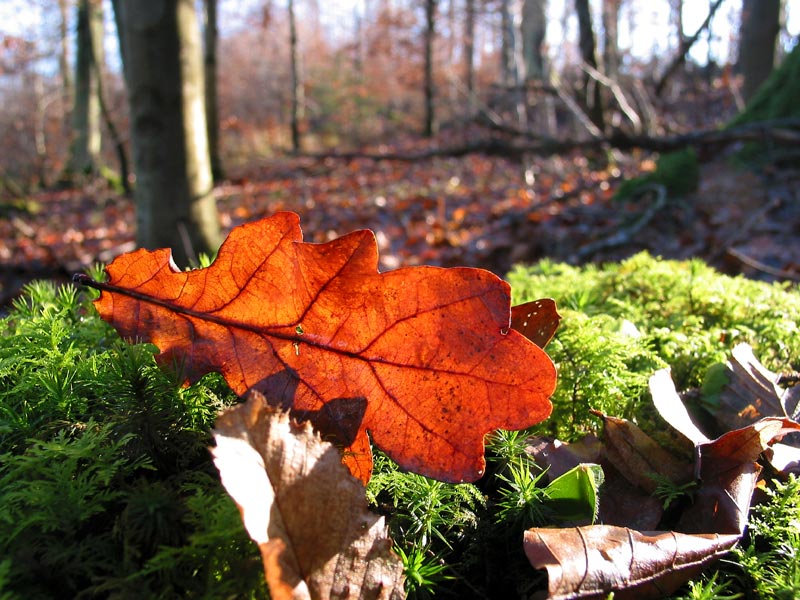 photo "Autumn motive" tags: montage, nature, 