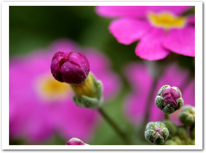 photo "Spring is coming" tags: nature, macro and close-up, flowers