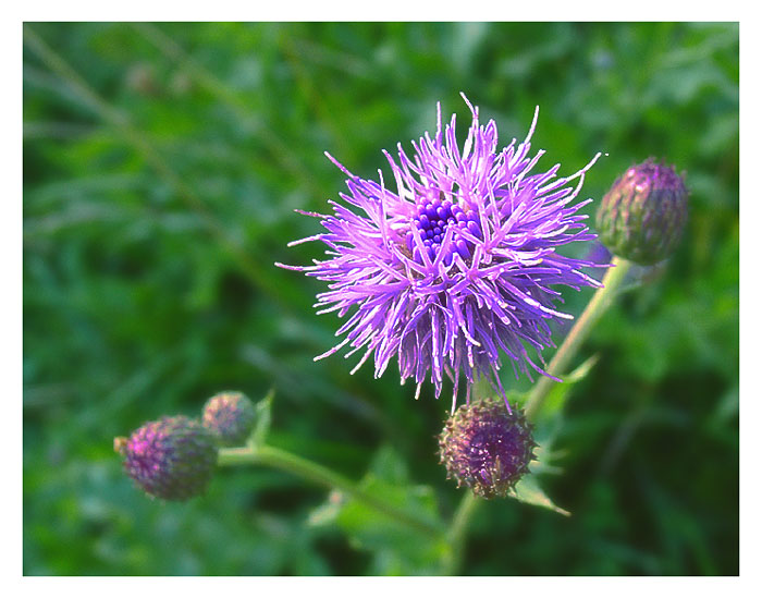 photo "Hair Style" tags: macro and close-up, nature, flowers