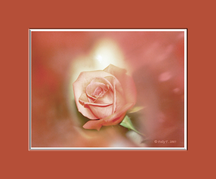 photo "Dream Rose" tags: nature, still life, flowers