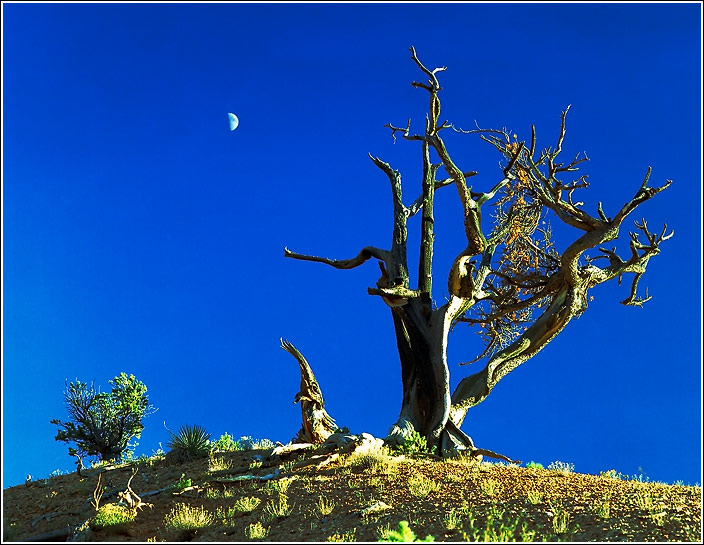 photo "The Red Canyon. Etude with the moon." tags: travel, landscape, North America, sunset