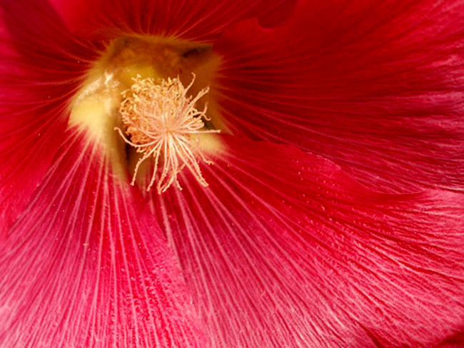 photo "pink" tags: macro and close-up, nature, flowers