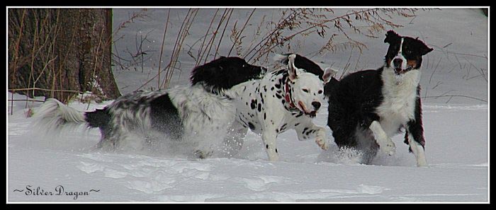 фото "SnowDayz" метки: природа, юмор, домашние животные