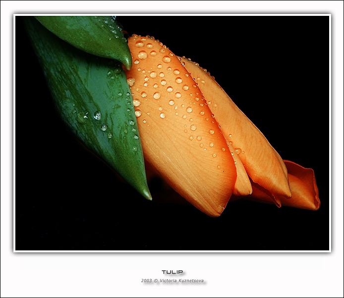 photo "Tulip" tags: macro and close-up, nature, flowers