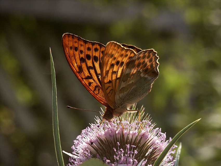 photo "morning sweetness" tags: nature, insect