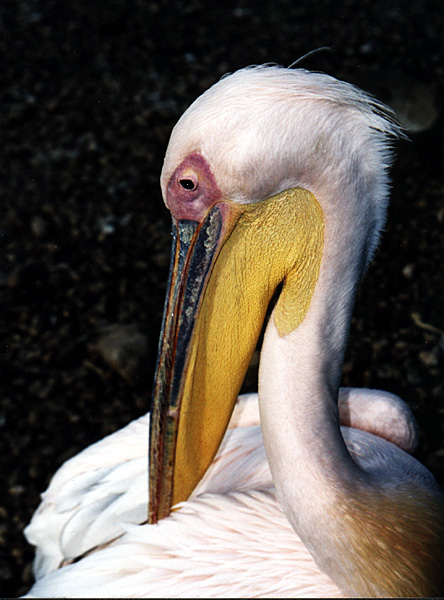 photo "Pelican" tags: nature, wild animals