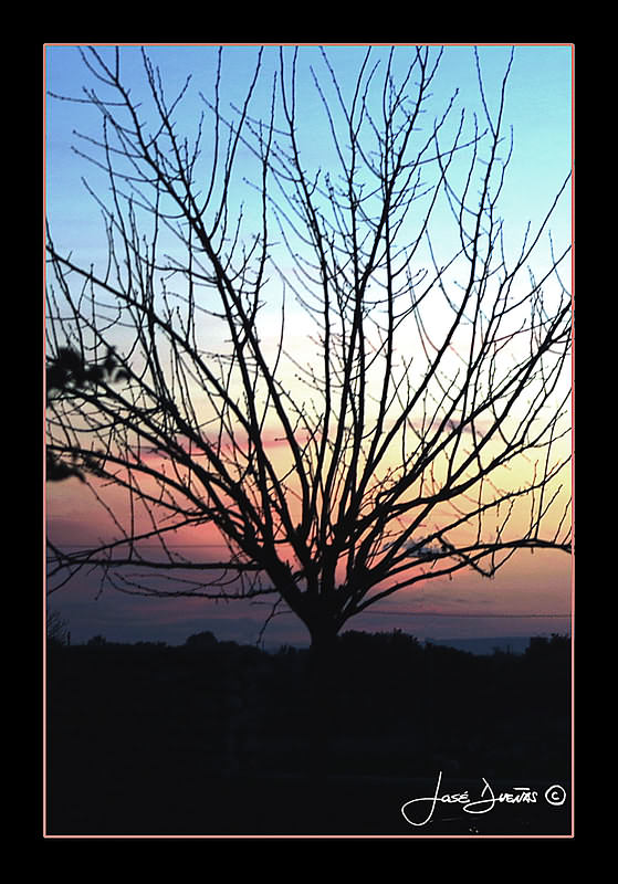 photo "The tree" tags: landscape, sunset