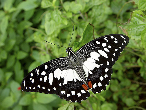 фото "Lime Butterfly" метки: макро и крупный план, природа, насекомое