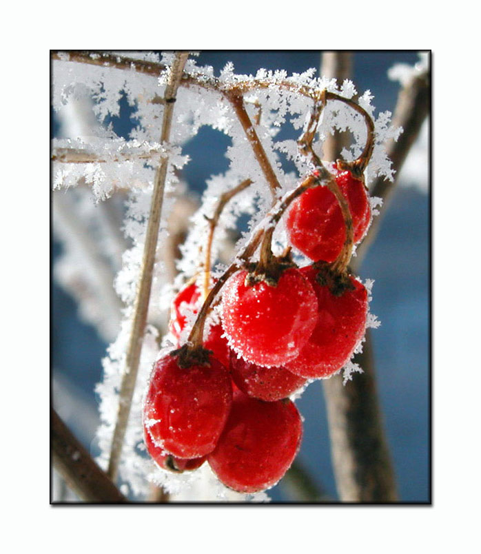 photo "Last of the Berries" tags: misc., 