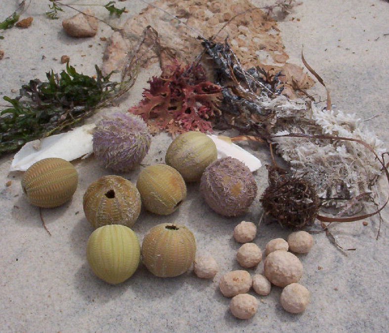 photo "Shapes in The Sand" tags: still life, 