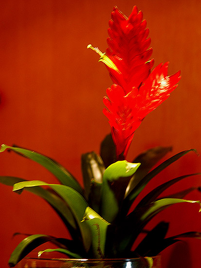 photo "A Red Flower." tags: nature, flowers