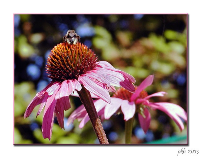 photo "Flower and Bee" tags: nature, 