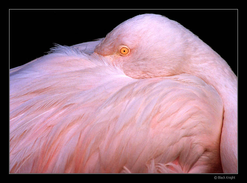 photo "Pink Look" tags: nature, wild animals