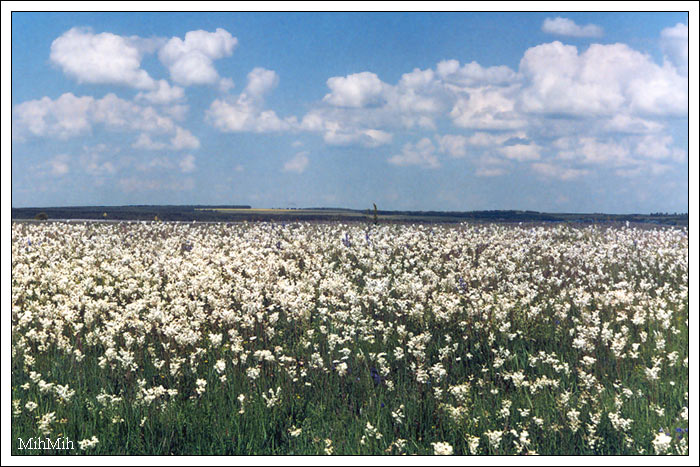 photo "Native land (2)" tags: landscape, summer