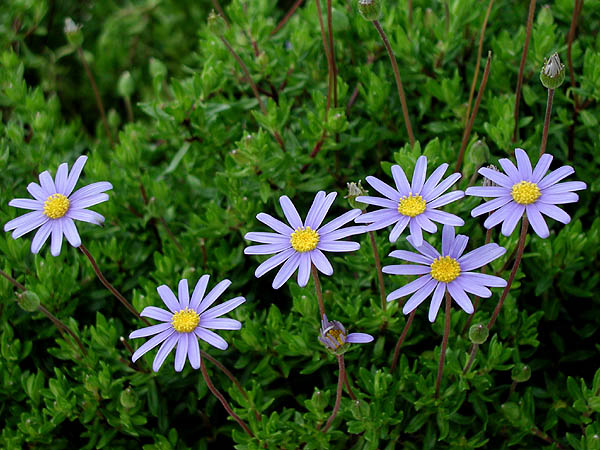 фото "Blue Flowers" метки: природа, цветы