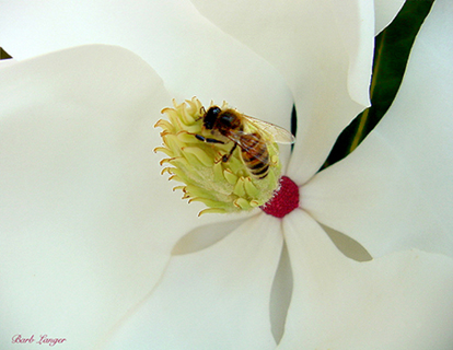 photo "Beautiful Day in the Neighborbood" tags: nature, flowers