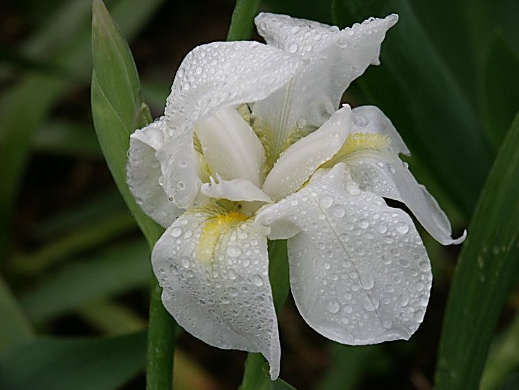 photo "After the raining" tags: nature, flowers