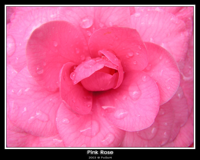 photo "Pink Rose" tags: macro and close-up, nature, flowers
