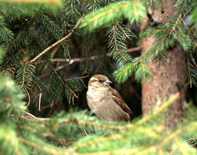 photo "Bird in a Tree" tags: nature, wild animals