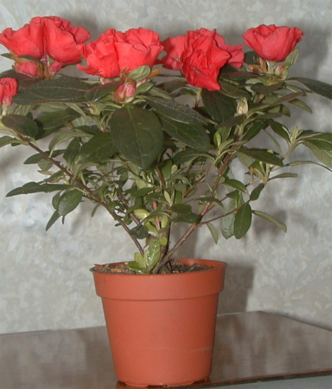 photo "Azalia" tags: nature, flowers