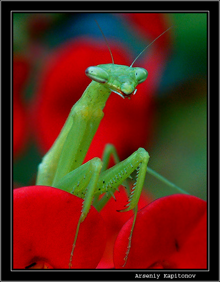 photo "ЗЕЛЕНЫЙ ХИЩНИК НА КРАСНОМ ФОНЕ" tags: macro and close-up, nature, insect