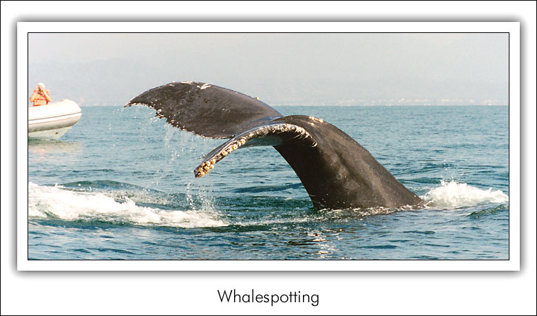 photo "Whalespotting" tags: nature, travel, North America, wild animals