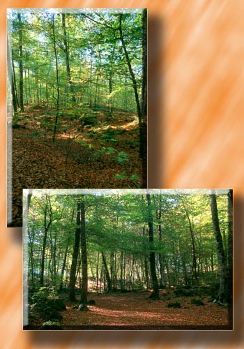 photo "fageda montaje" tags: montage, landscape, forest