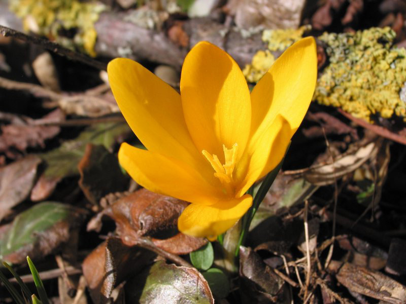 фото "Крокус - примета весны." метки: фотомонтаж, природа, цветы