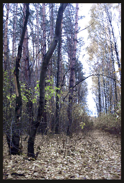 photo "Autumn: The Black Frame" tags: landscape, autumn, forest