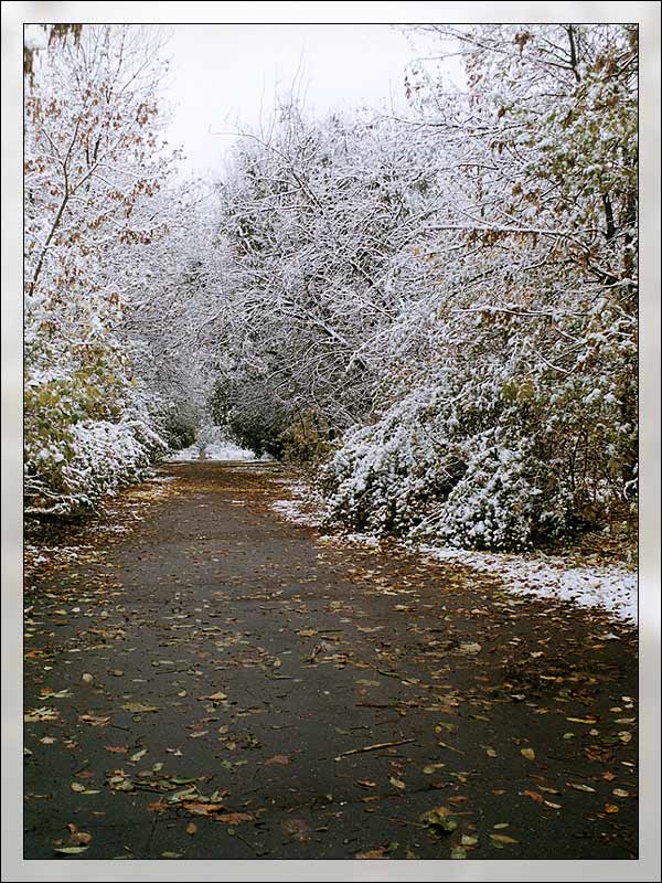 photo "First snow" tags: landscape, nature, autumn, flowers