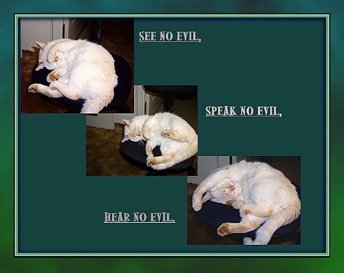 photo "No More Evil" tags: nature, humor, pets/farm animals