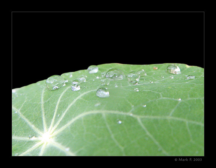 photo "Drops of Life" tags: macro and close-up, nature, 