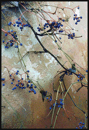 фото "дикий виноград" метки: природа, цветы