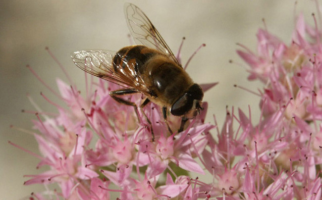 photo "the worker" tags: nature, insect