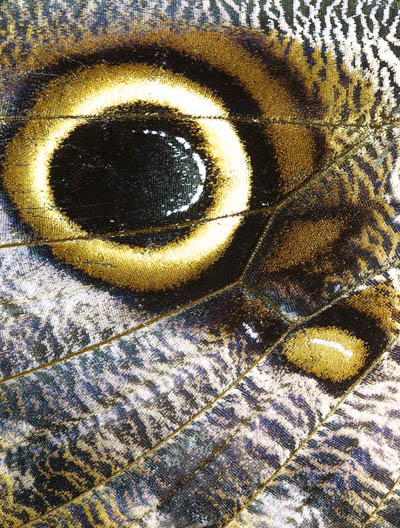 фото "The Eye" метки: макро и крупный план, природа, насекомое