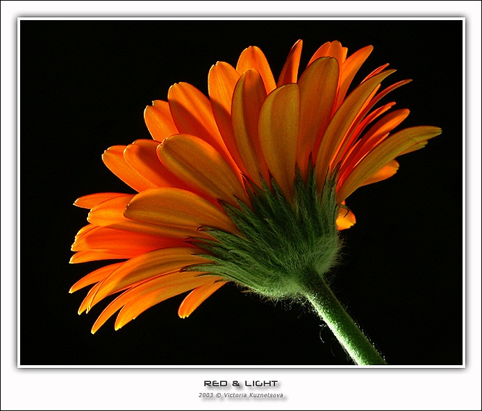 photo "Red & light-2" tags: macro and close-up, nature, flowers