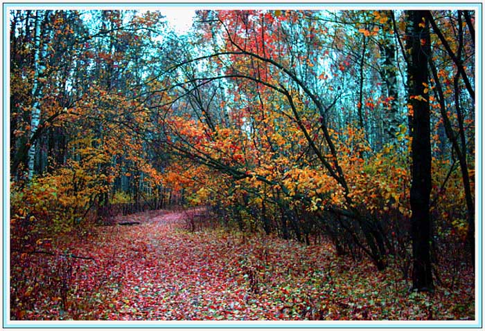 photo "psy" tags: montage, landscape, autumn