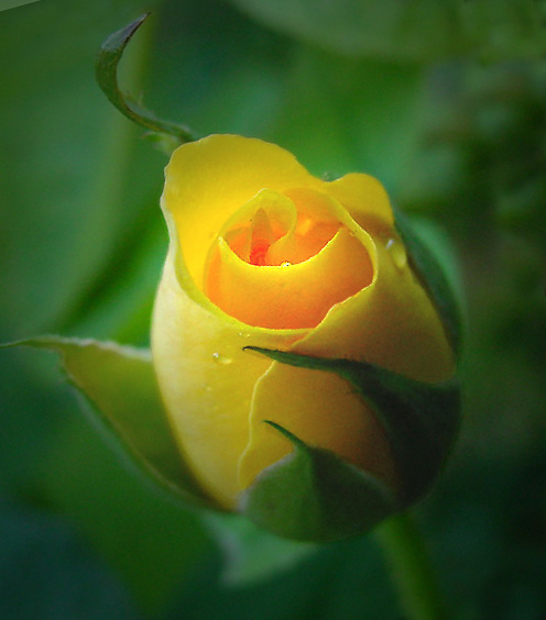 photo "The Heart has reasons..." tags: montage, nature, flowers