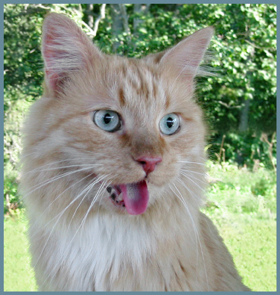 photo "Senya" tags: nature, portrait, pets/farm animals