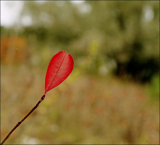 photo "Sheet" tags: landscape, genre, autumn