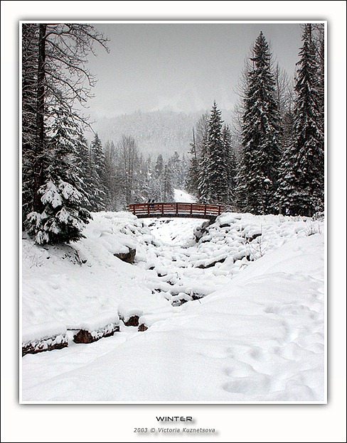 photo "Winter" tags: landscape, forest, winter