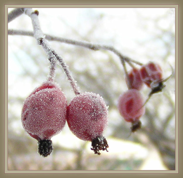 photo "Dog-rose in sugar" tags: macro and close-up, nature, flowers