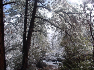 photo "My Magical Mountain Pathway....." tags: landscape, forest, winter
