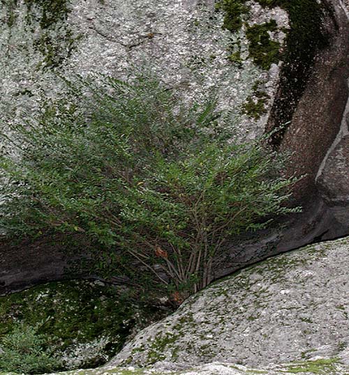 photo "the green branche" tags: nature, flowers