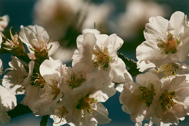 photo "**Flowers of almond-tree**" tags: nature, macro and close-up, flowers