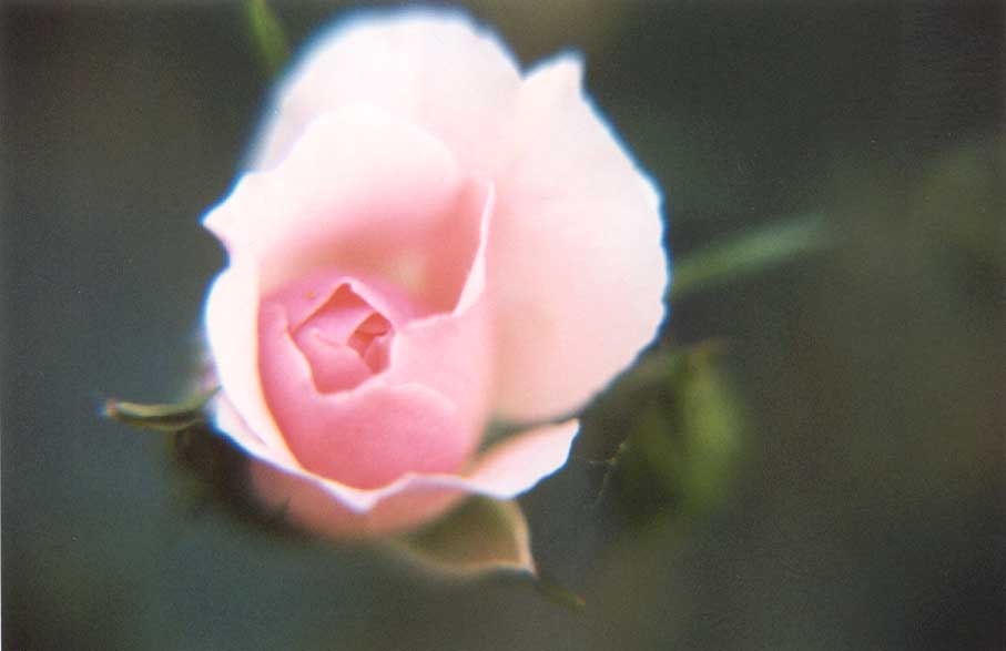 photo "dreamyrose" tags: nature, flowers