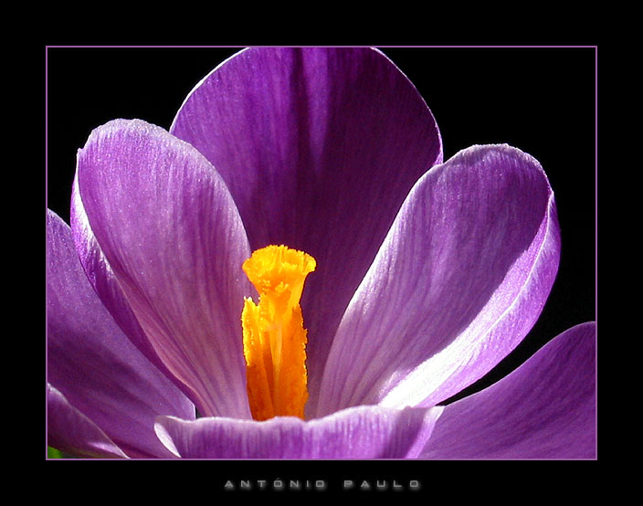 фото "Crocus II" метки: природа, цветы